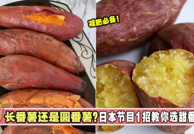 长番薯还是圆番薯？日本节目1招教你选甜番薯！