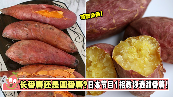 长番薯还是圆番薯？日本节目1招教你选甜番薯！ 