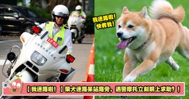 【我迷路啦！】柴犬迷路呆站路旁，遇警摩托立刻跳上求助？！