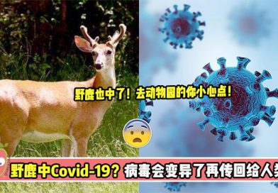 【野生鹿也会中Covid-19？😨】病毒可能还会变异了再传回给人类！