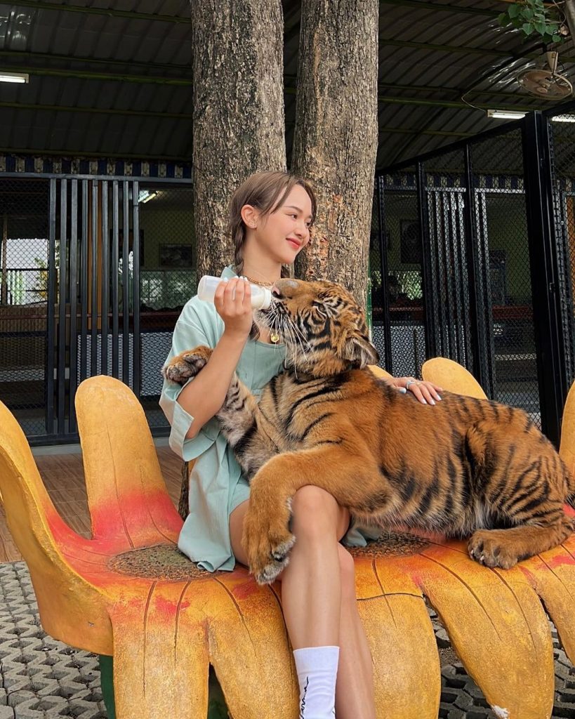 泰国超适合打卡的野生动物园