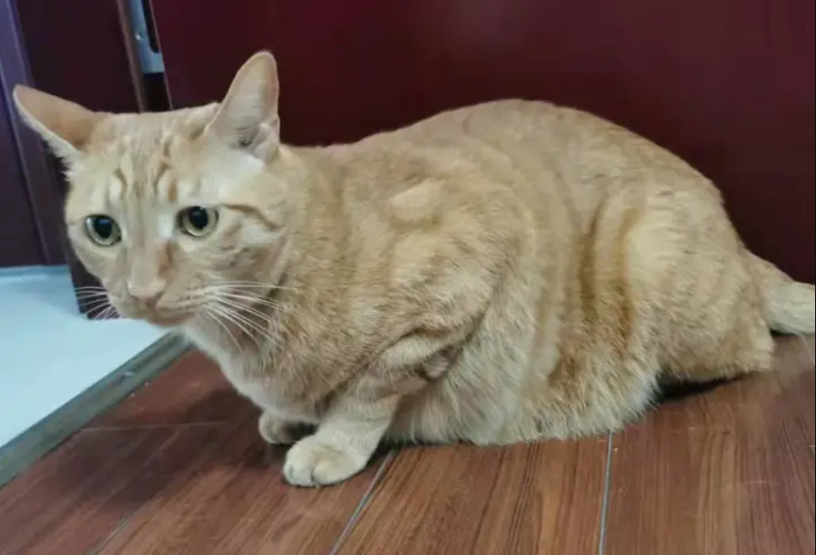 养猫风水禁忌